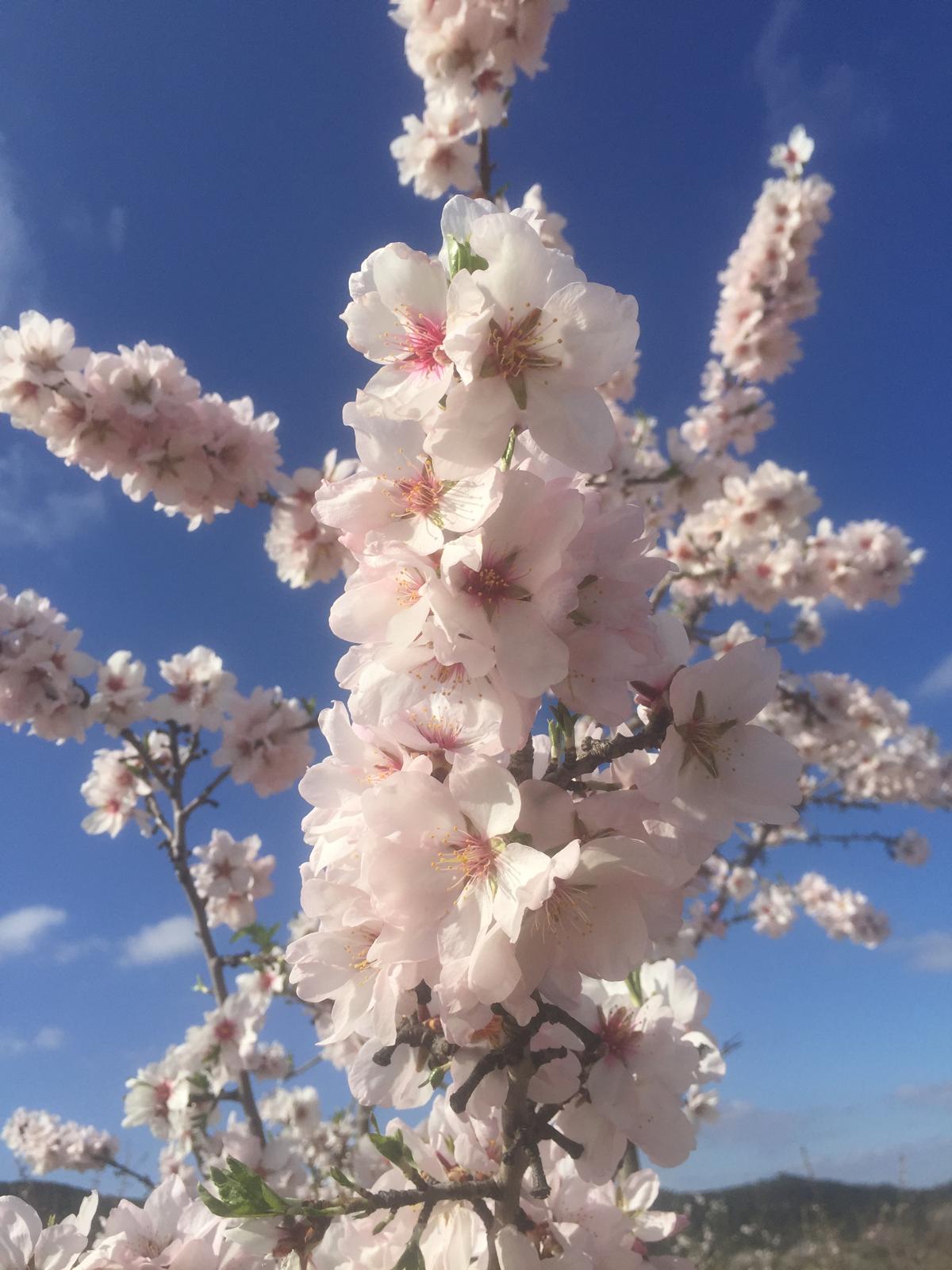 Flors Flors